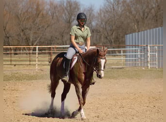 American Quarter Horse, Gelding, 6 years, 15.1 hh, Roan-Red