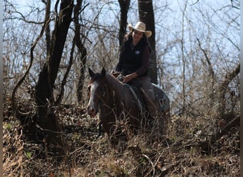American Quarter Horse, Gelding, 6 years, 15.1 hh, Roan-Red