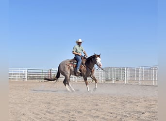American Quarter Horse, Gelding, 6 years, 15.1 hh, Roan-Red