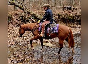 American Quarter Horse, Gelding, 6 years, 15.1 hh, Sorrel