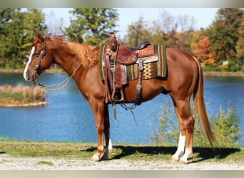 American Quarter Horse, Gelding, 6 years, 15.1 hh, Sorrel