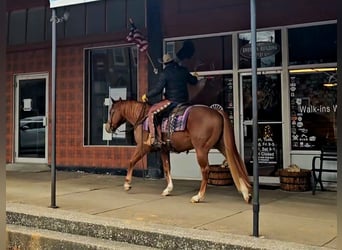 American Quarter Horse, Gelding, 6 years, 15.1 hh, Sorrel