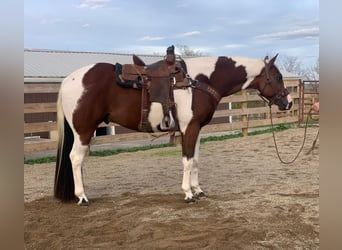 American Quarter Horse, Gelding, 6 years, 15.1 hh, Tobiano-all-colors