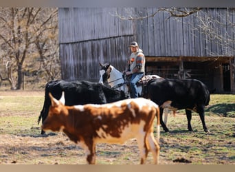 American Quarter Horse, Gelding, 6 years, 15,1 hh, Tobiano-all-colors