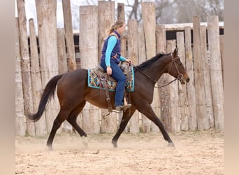 American Quarter Horse Mix, Gelding, 6 years, 15.2 hh, Bay