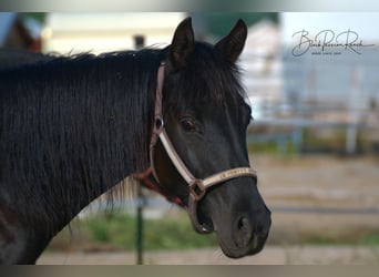 American Quarter Horse, Gelding, 6 years, 15.2 hh, Black