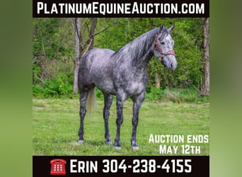 American Quarter Horse, Gelding, 6 years, 15,2 hh, Gray-Dapple