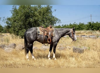 American Quarter Horse, Wallach, 6 Jahre, 15,2 hh, Schimmel