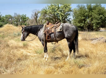 American Quarter Horse, Wallach, 6 Jahre, 15,2 hh, Schimmel