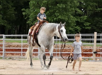 American Quarter Horse, Gelding, 6 years, 15.2 hh, Gray