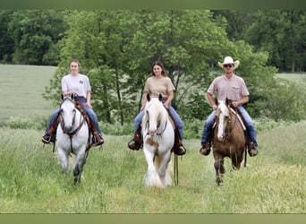 American Quarter Horse, Gelding, 6 years, 15.2 hh, Gray