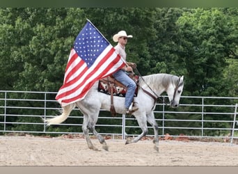 American Quarter Horse, Gelding, 6 years, 15.2 hh, Gray