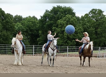 American Quarter Horse, Gelding, 6 years, 15.2 hh, Gray