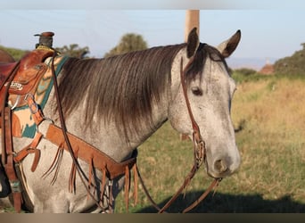 American Quarter Horse, Gelding, 6 years, 15.2 hh, Gray