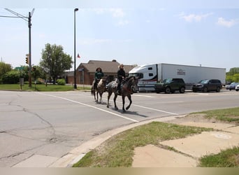 American Quarter Horse, Gelding, 6 years, 15,2 hh, Gray