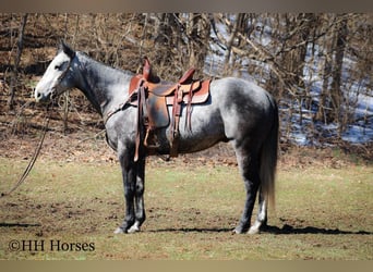 American Quarter Horse, Gelding, 6 years, 15,2 hh, Gray