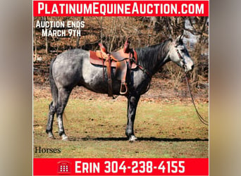 American Quarter Horse, Gelding, 6 years, 15,2 hh, Gray