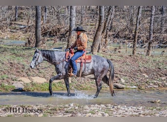 American Quarter Horse, Gelding, 6 years, 15,2 hh, Gray