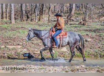 American Quarter Horse, Gelding, 6 years, 15,2 hh, Gray