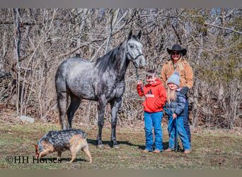 American Quarter Horse, Gelding, 6 years, 15,2 hh, Gray