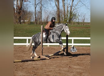 American Quarter Horse, Gelding, 6 years, 15.2 hh, Grey-Dapple