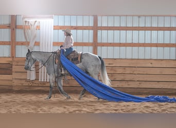 American Quarter Horse, Gelding, 6 years, 15.2 hh, Grey