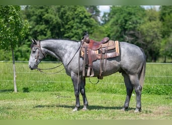 American Quarter Horse, Gelding, 6 years, 15.2 hh, Grey
