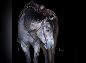 American Quarter Horse, Gelding, 6 years, 15.2 hh, Grey