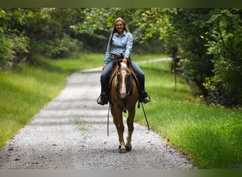 American Quarter Horse, Gelding, 6 years, 15.2 hh, Palomino