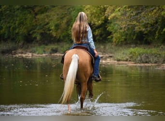 American Quarter Horse, Gelding, 6 years, 15.2 hh, Palomino