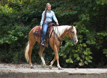 American Quarter Horse, Gelding, 6 years, 15.2 hh, Palomino