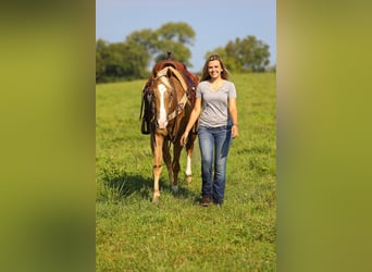 American Quarter Horse, Gelding, 6 years, 15.2 hh, Palomino