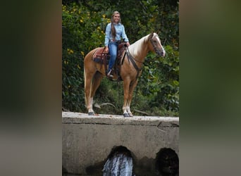 American Quarter Horse, Gelding, 6 years, 15.2 hh, Palomino
