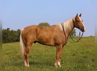 American Quarter Horse, Gelding, 6 years, 15.2 hh, Palomino