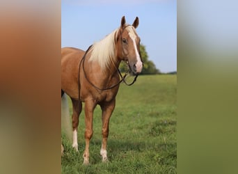 American Quarter Horse, Gelding, 6 years, 15.2 hh, Palomino
