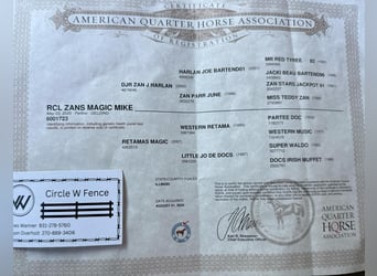 American Quarter Horse, Gelding, 6 years, 15.2 hh, Perlino