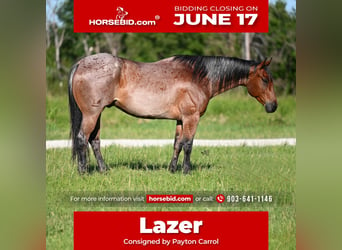 American Quarter Horse, Gelding, 6 years, 15.2 hh, Roan-Bay