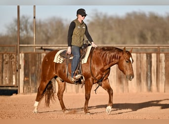 American Quarter Horse, Gelding, 6 years, 15.2 hh, Roan-Bay