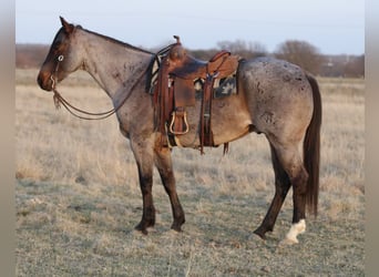 American Quarter Horse, Gelding, 6 years, 15.2 hh, Roan-Bay