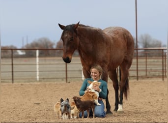 American Quarter Horse, Gelding, 6 years, 15.2 hh, Roan-Bay
