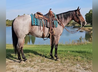 American Quarter Horse, Gelding, 6 years, 15.2 hh, Roan-Bay