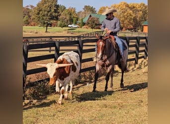 American Quarter Horse, Gelding, 6 years, 15.2 hh, Roan-Bay