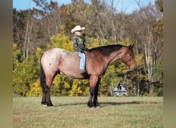 American Quarter Horse, Gelding, 6 years, 15.2 hh, Roan-Bay