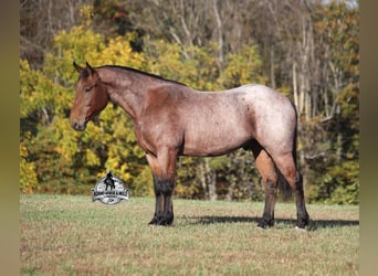 American Quarter Horse, Gelding, 6 years, 15.2 hh, Roan-Bay