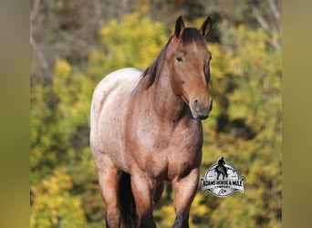 American Quarter Horse, Gelding, 6 years, 15.2 hh, Roan-Bay