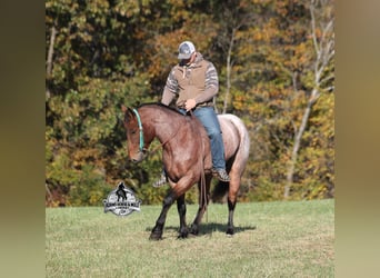 American Quarter Horse, Gelding, 6 years, 15.2 hh, Roan-Bay