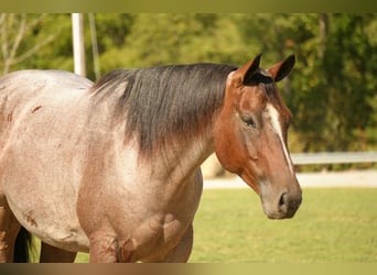 American Quarter Horse, Gelding, 6 years, 15.2 hh, Roan-Bay American Quarter Horse, Gelding, 6 years, 15.2 hh, Roan-Bay