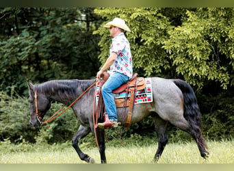 American Quarter Horse, Gelding, 6 years, 15.2 hh, Roan-Blue