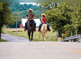 American Quarter Horse, Gelding, 6 years, 15.2 hh, Roan-Blue