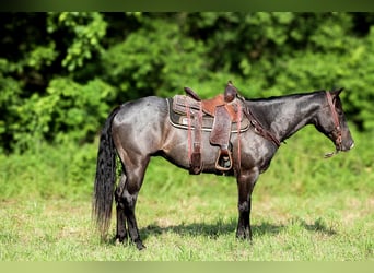 American Quarter Horse, Gelding, 6 years, 15.2 hh, Roan-Blue